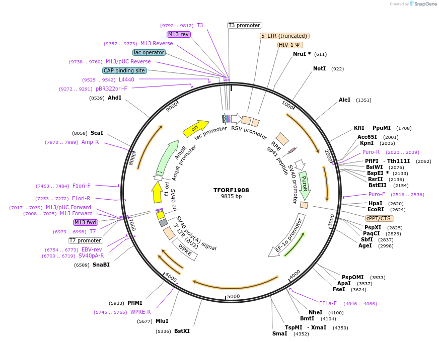 142516-plasmid-map-sequence-id-397244