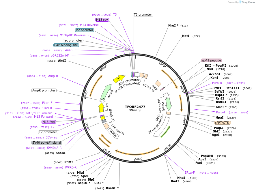 142431-plasmid-map-sequence-id-397245