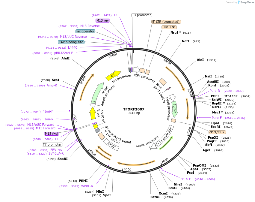 142520-plasmid-map-sequence-id-397246