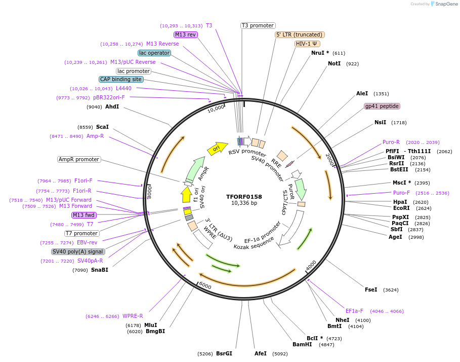 142469-plasmid-map-sequence-id-397248