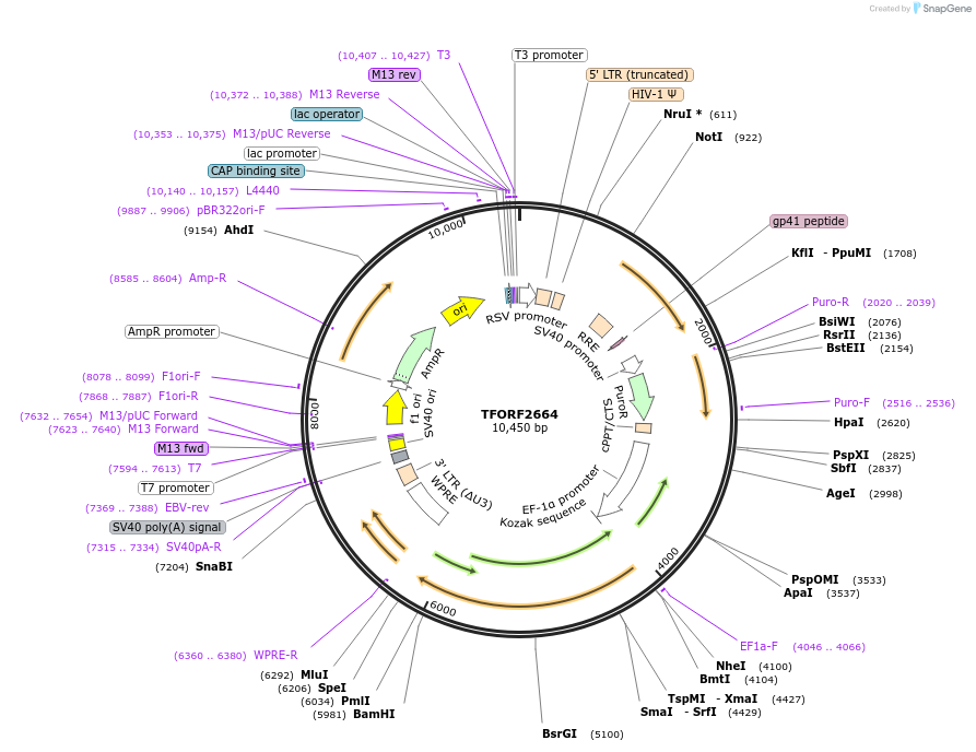 142438-plasmid-map-sequence-id-397250