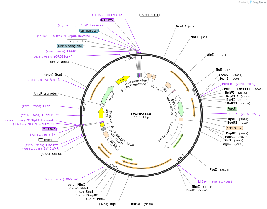 141927-plasmid-map-sequence-id-397251