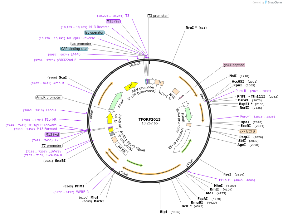142521-plasmid-map-sequence-id-397252