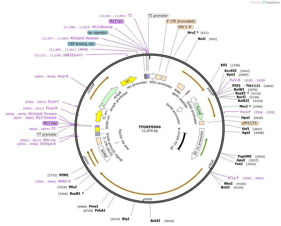 142458-plasmid-map-sequence-id-397256