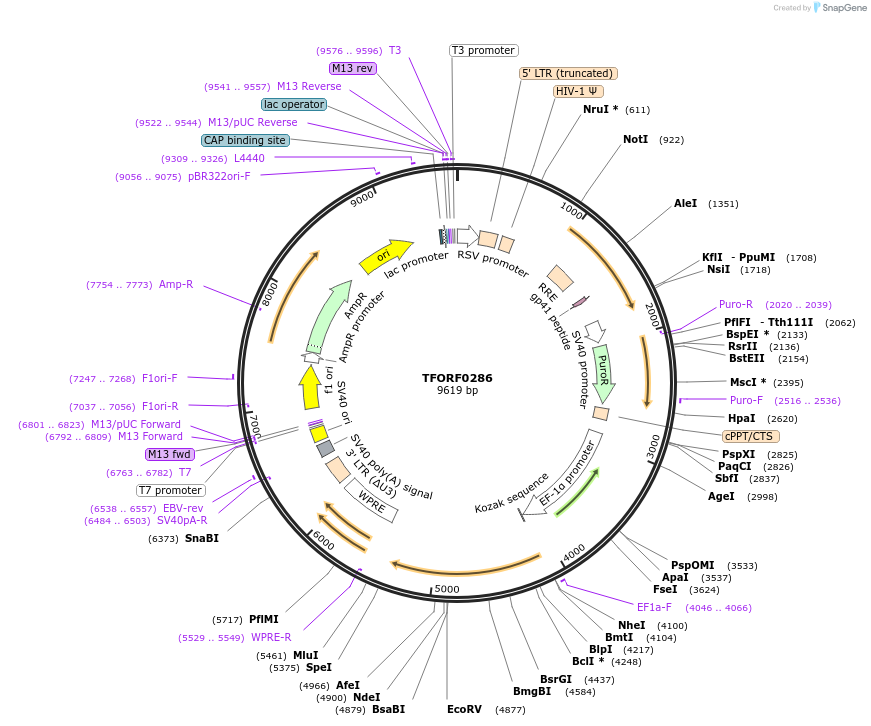 142510-plasmid-map-sequence-id-397257