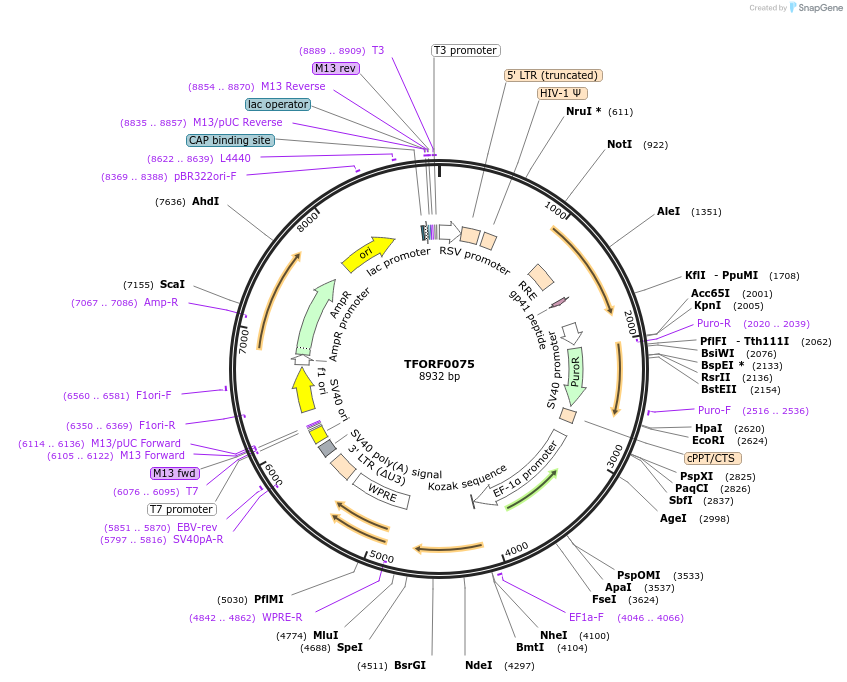 142448-plasmid-map-sequence-id-397259