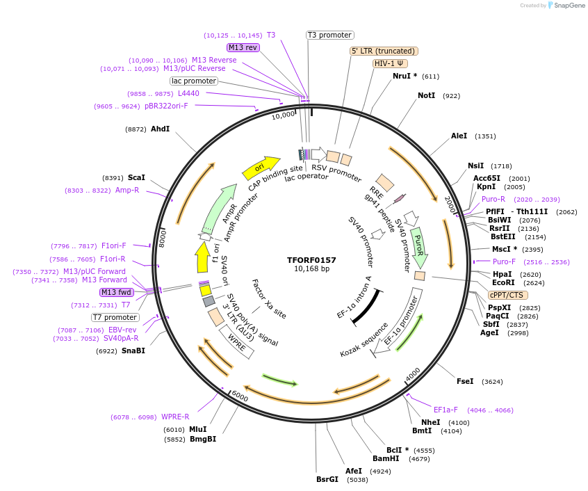 142468-plasmid-map-sequence-id-397260