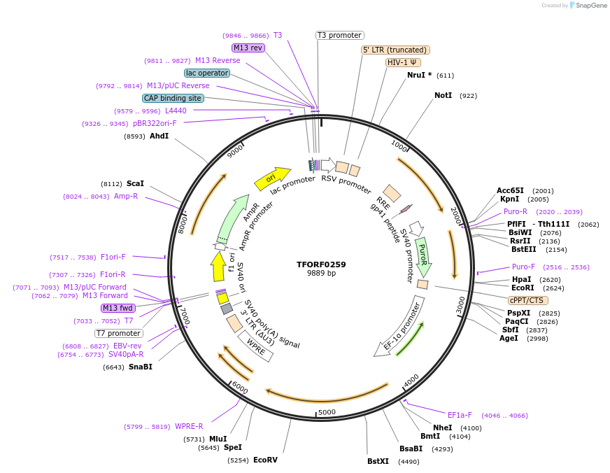 142498-plasmid-map-sequence-id-397261