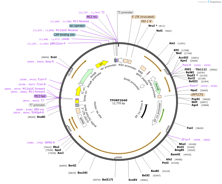 142522-plasmid-map-sequence-id-397262