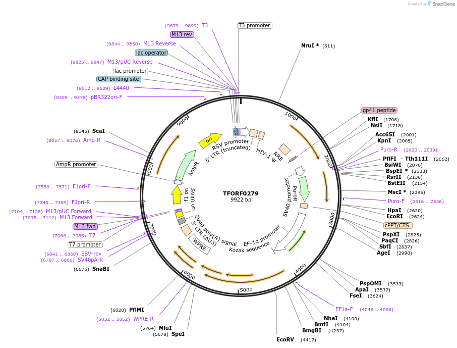 142507-plasmid-map-sequence-id-397263