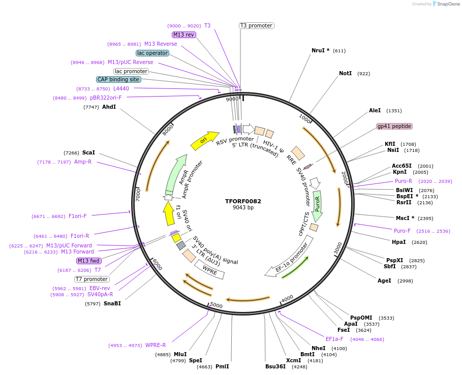 142452-plasmid-map-sequence-id-397264