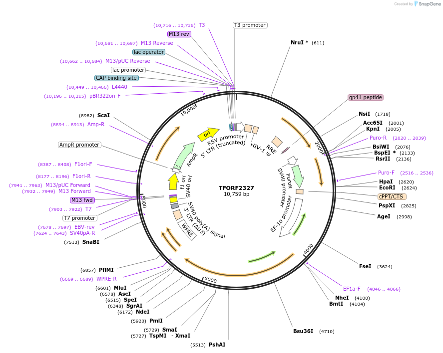 142434-plasmid-map-sequence-id-397265