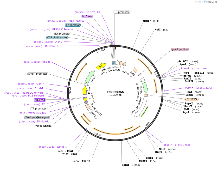 142495-plasmid-map-sequence-id-397266