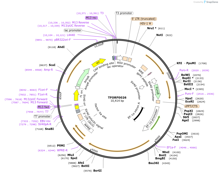 142440-plasmid-map-sequence-id-397267