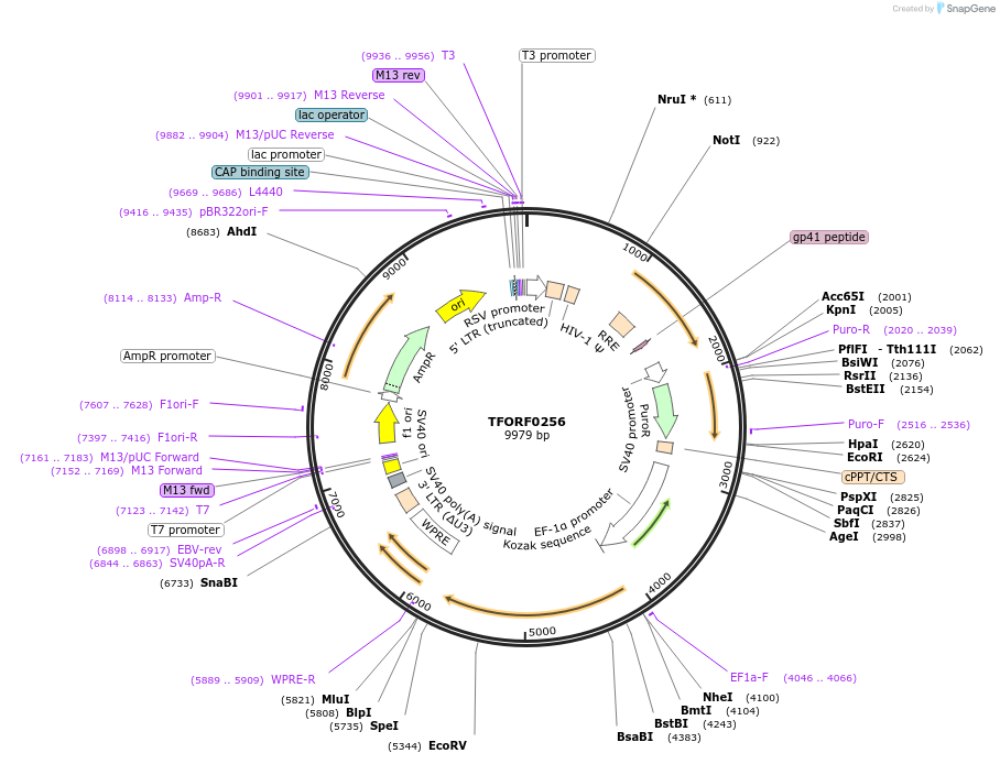 142496-plasmid-map-sequence-id-397269