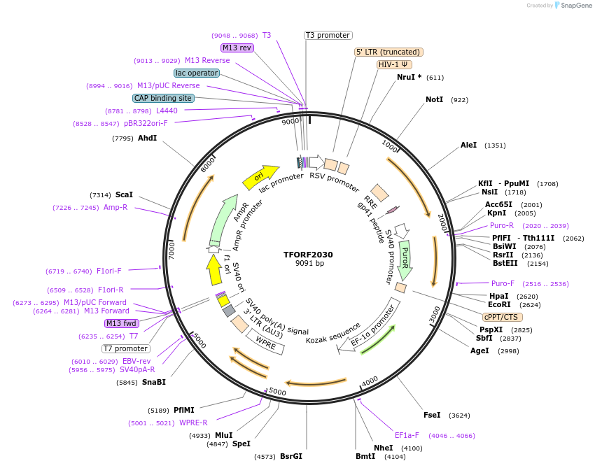 141895-plasmid-map-sequence-id-397270