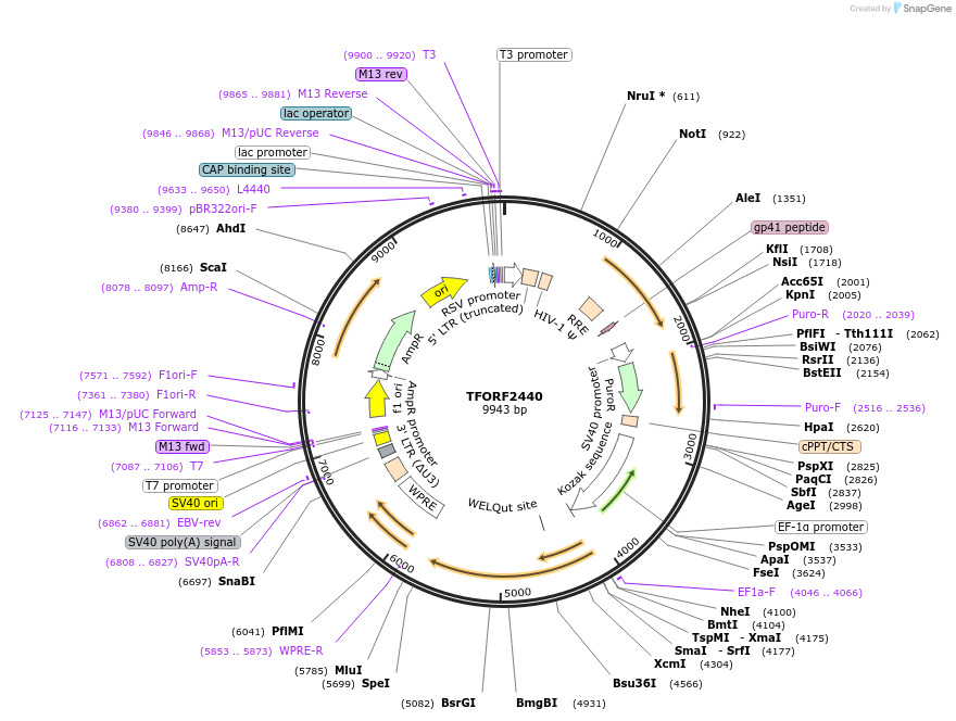 142944-plasmid-map-sequence-id-397275