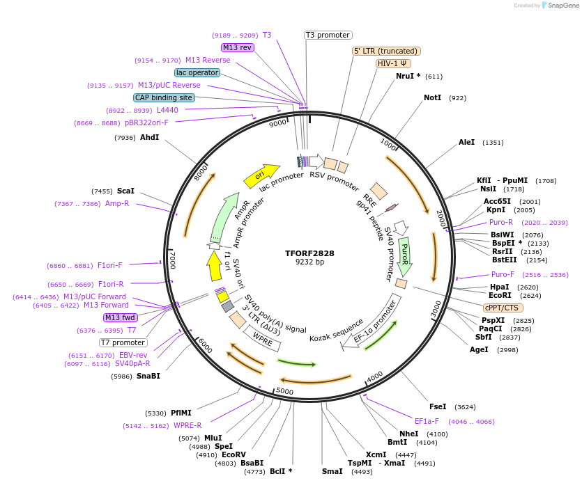 143001-plasmid-map-sequence-id-397276