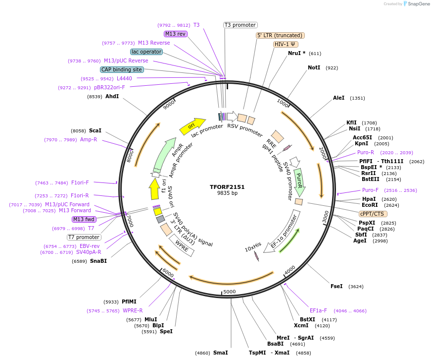 142920-plasmid-map-sequence-id-397278