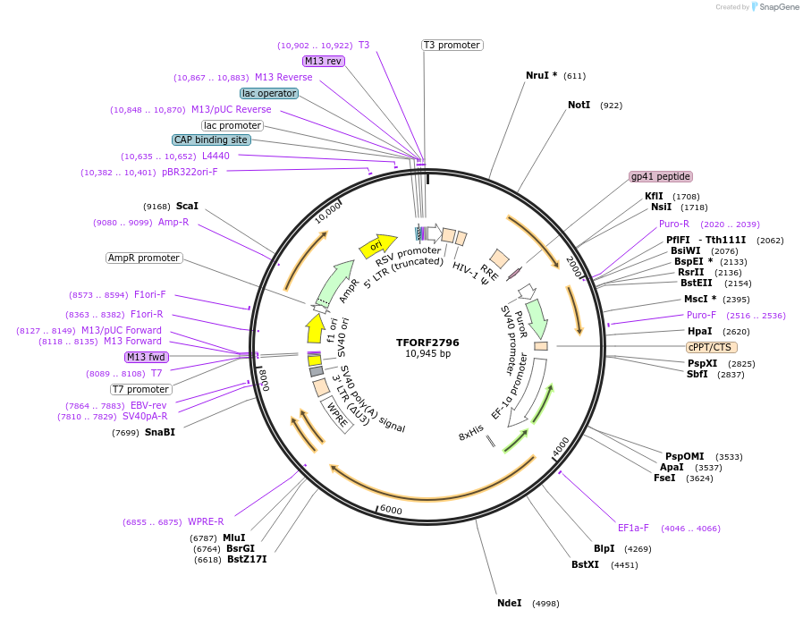 142992-plasmid-map-sequence-id-397280