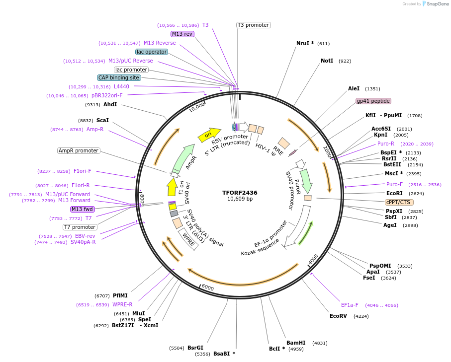 142942-plasmid-map-sequence-id-397282