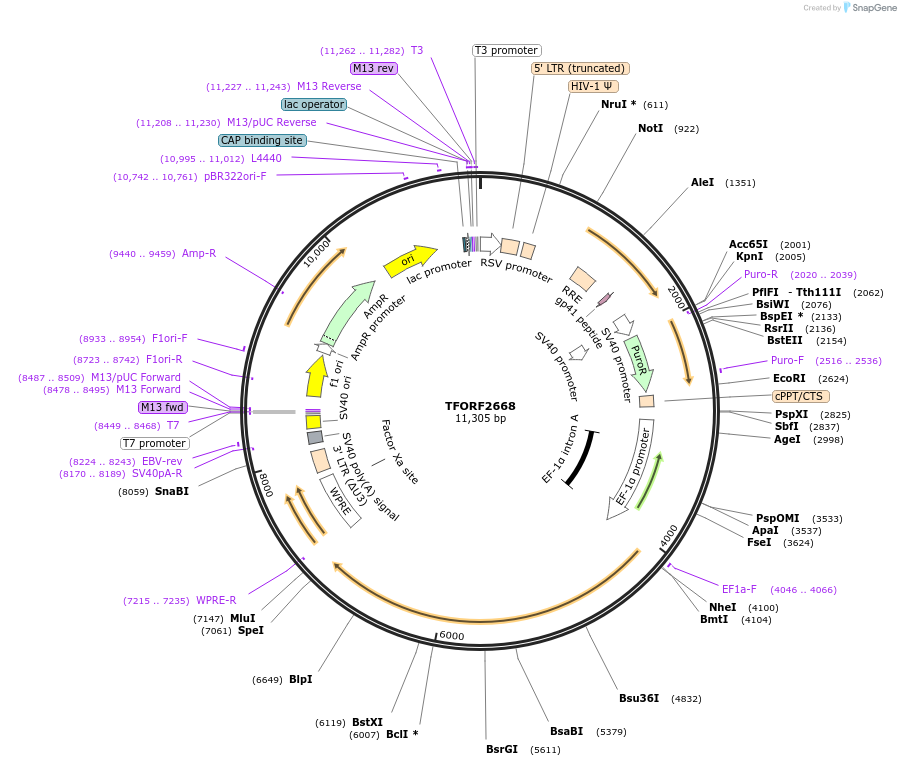 142971-plasmid-map-sequence-id-397285