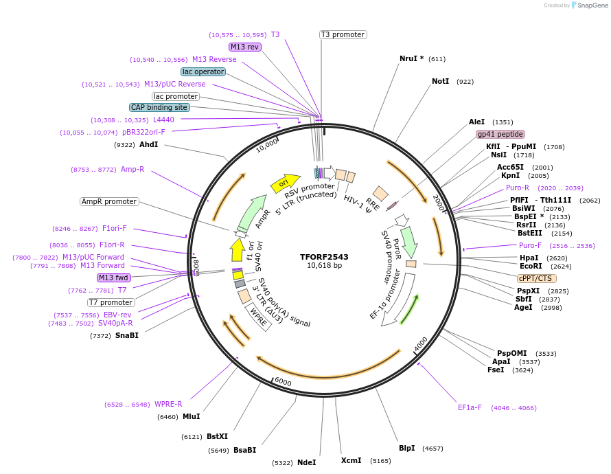 142957-plasmid-map-sequence-id-397287