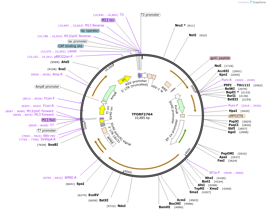 142985-plasmid-map-sequence-id-397288