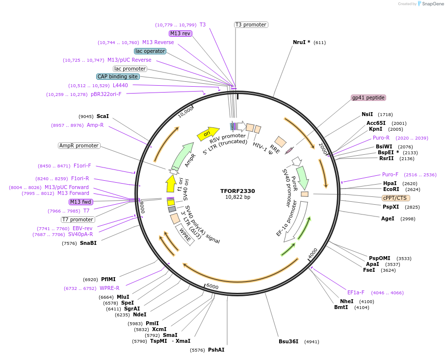 142930-plasmid-map-sequence-id-397289