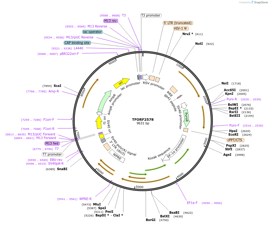 142960-plasmid-map-sequence-id-397290