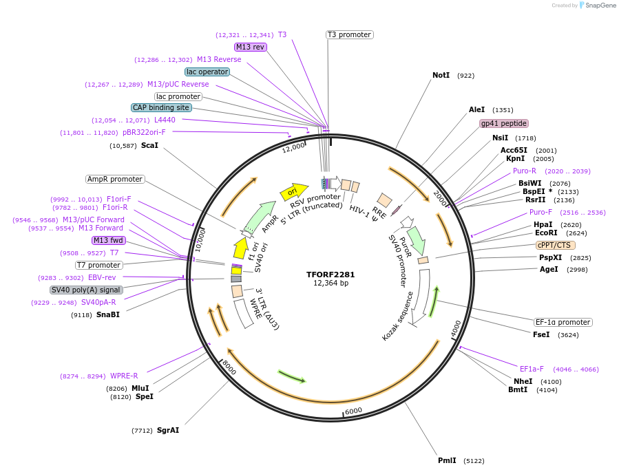 142929-plasmid-map-sequence-id-397291