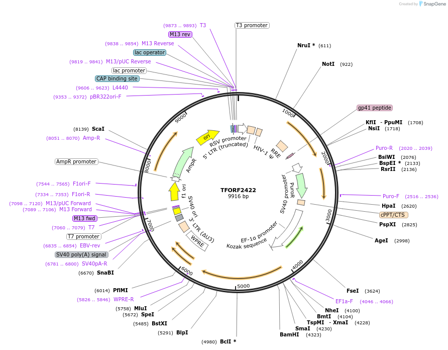 142940-plasmid-map-sequence-id-397294