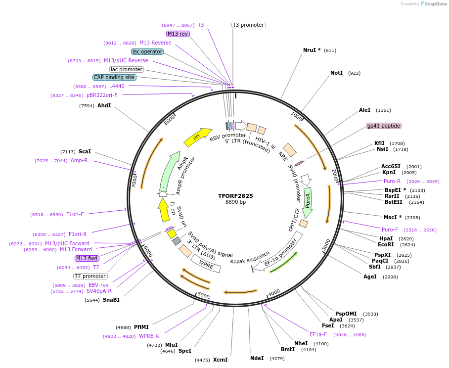143000-plasmid-map-sequence-id-397295