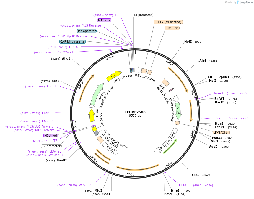 142962-plasmid-map-sequence-id-397297