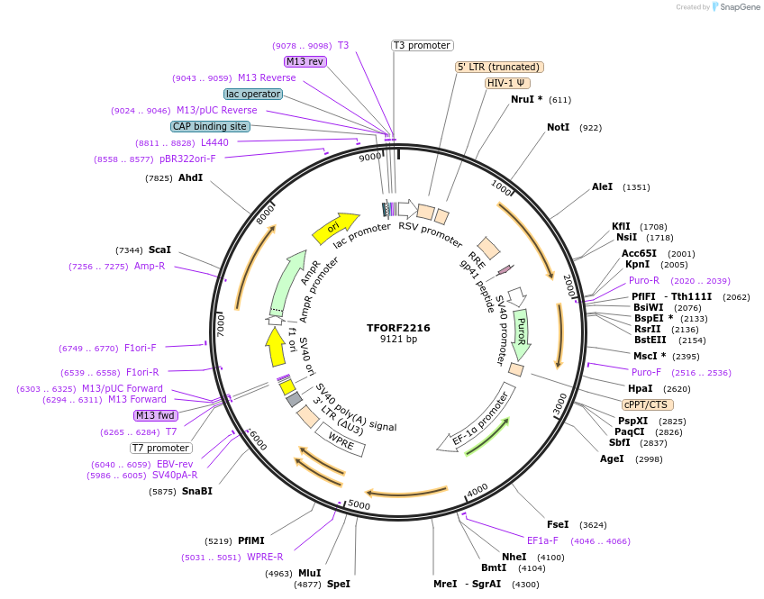 142925-plasmid-map-sequence-id-397298