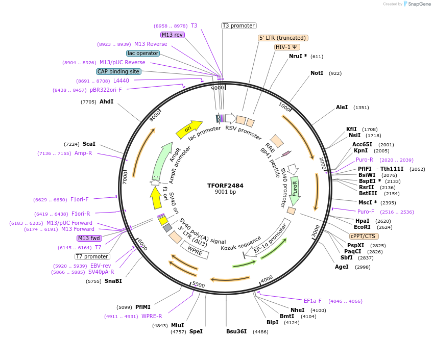 142949-plasmid-map-sequence-id-397299