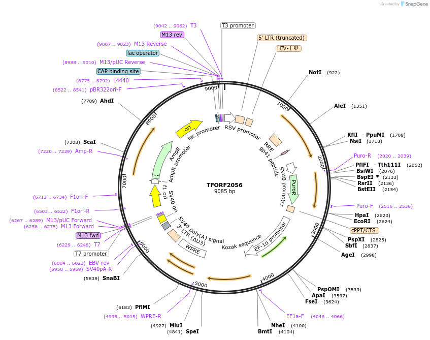 142913-plasmid-map-sequence-id-397301