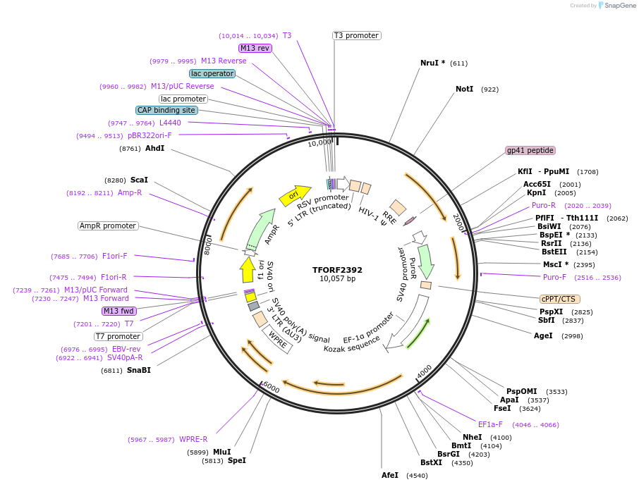142939-plasmid-map-sequence-id-397302