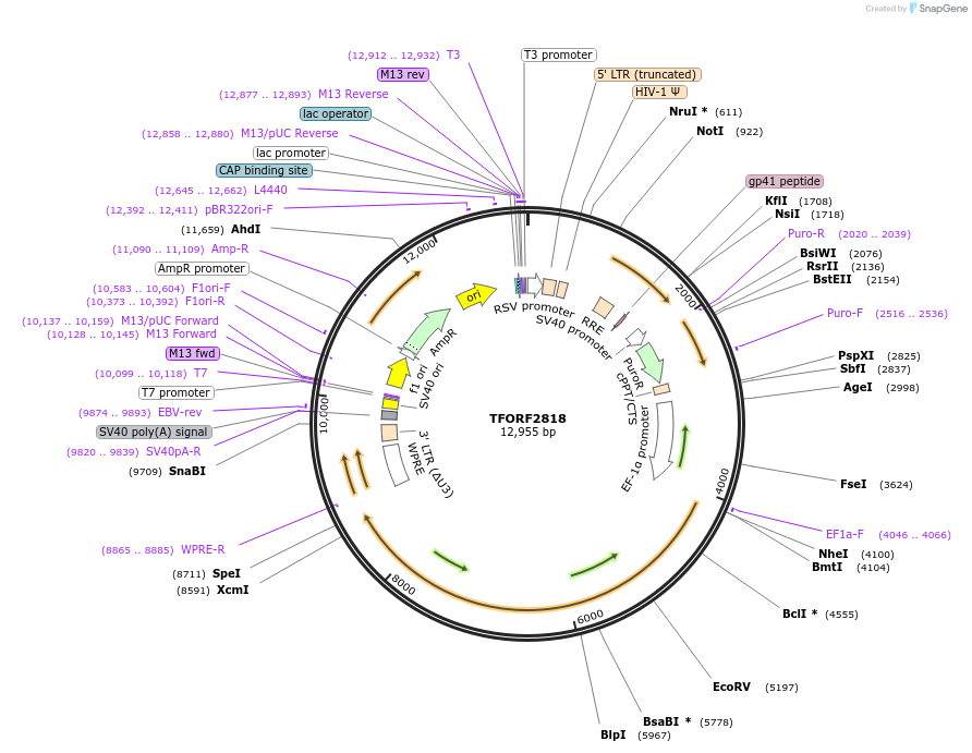 142999-plasmid-map-sequence-id-397304