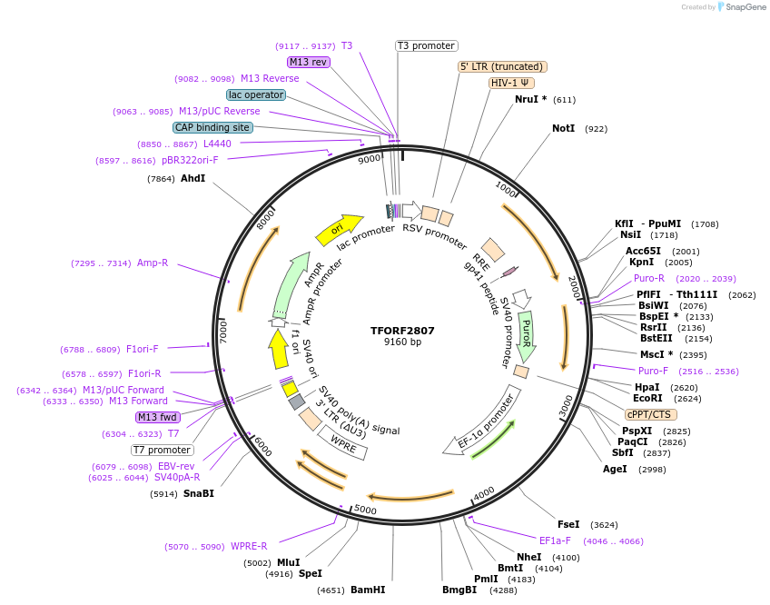 142995-plasmid-map-sequence-id-397305