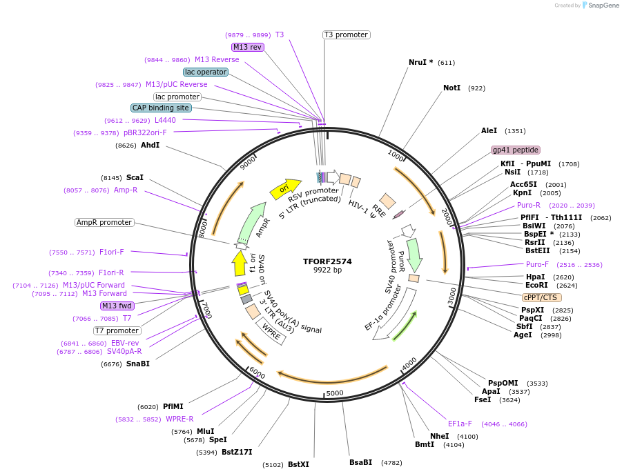 142959-plasmid-map-sequence-id-397306