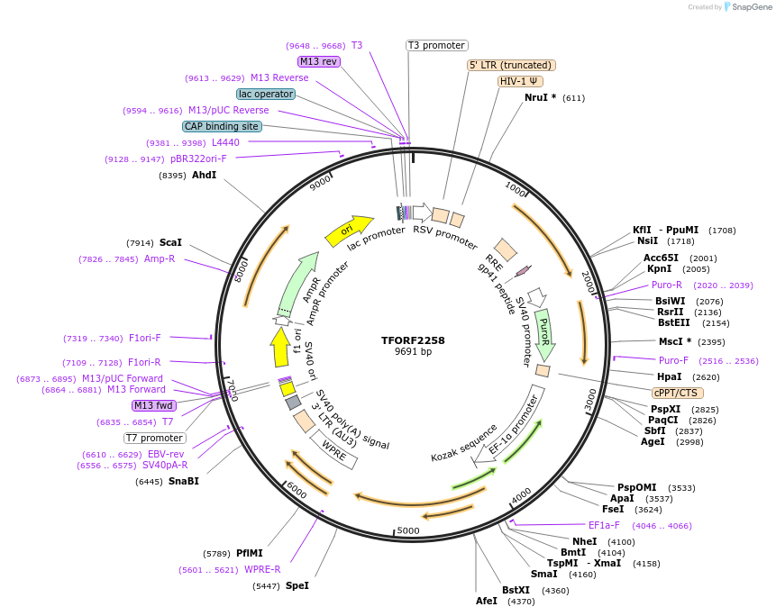 142927-plasmid-map-sequence-id-397307