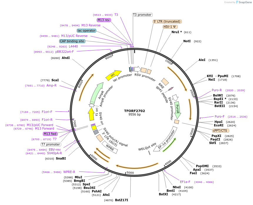 142979-plasmid-map-sequence-id-397308
