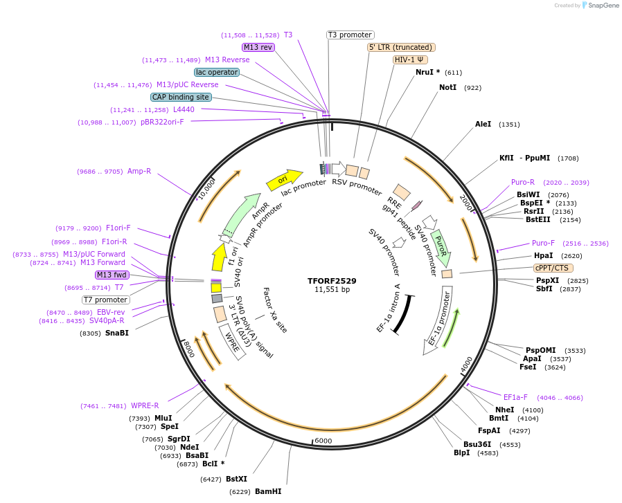 142953-plasmid-map-sequence-id-397309