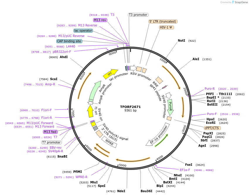 142972-plasmid-map-sequence-id-397310