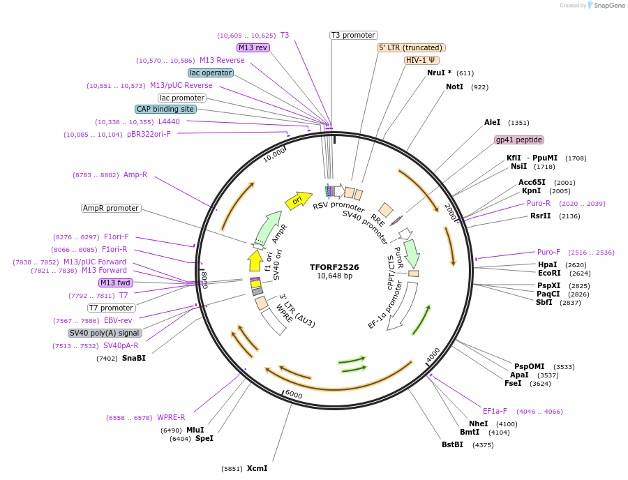 142952-plasmid-map-sequence-id-397311