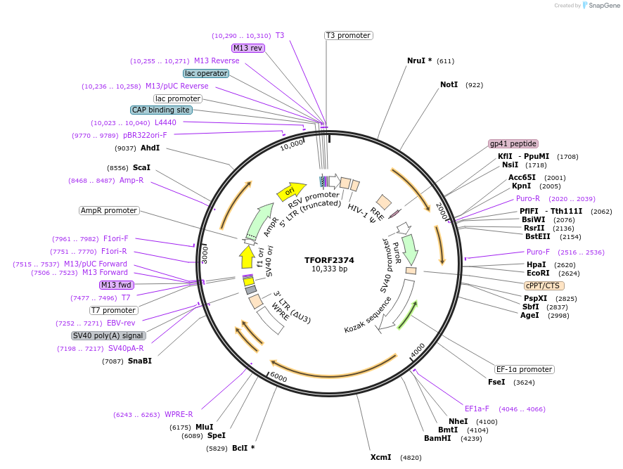 142937-plasmid-map-sequence-id-397312