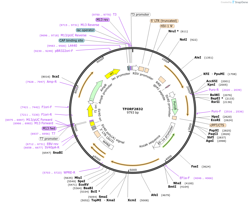 143004-plasmid-map-sequence-id-397314