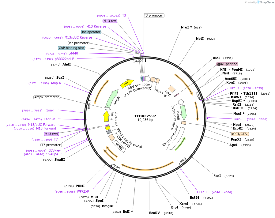 142963-plasmid-map-sequence-id-397315