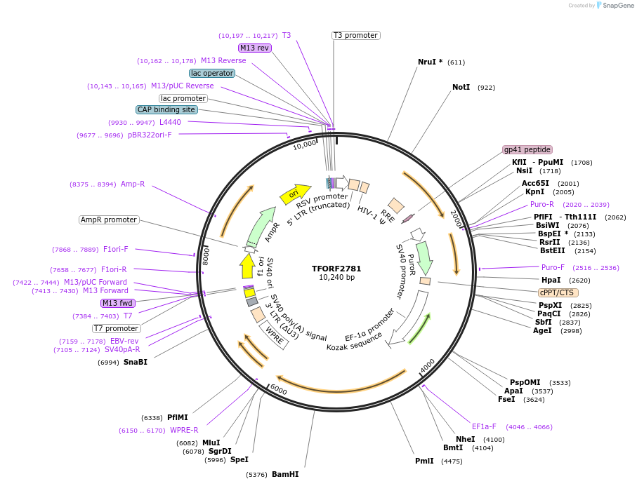142988-plasmid-map-sequence-id-397316